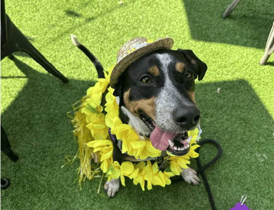 Tropical Pups Paw Hana Brunch Benefit